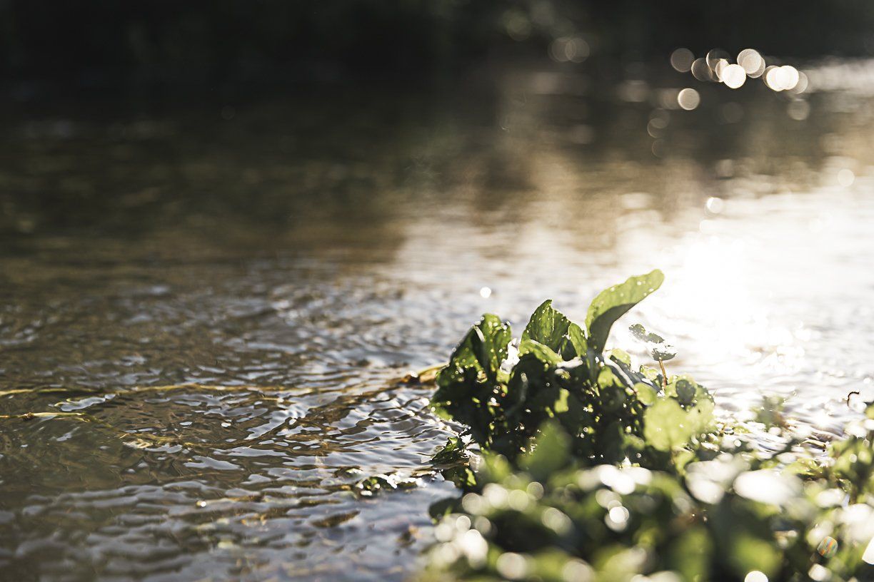 Orges, Eaux, Forêts : Soligny s’engage ! - Soligny