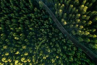 Aerial view of beautiful, evergreen forest with the sunlight highlighting the treetops