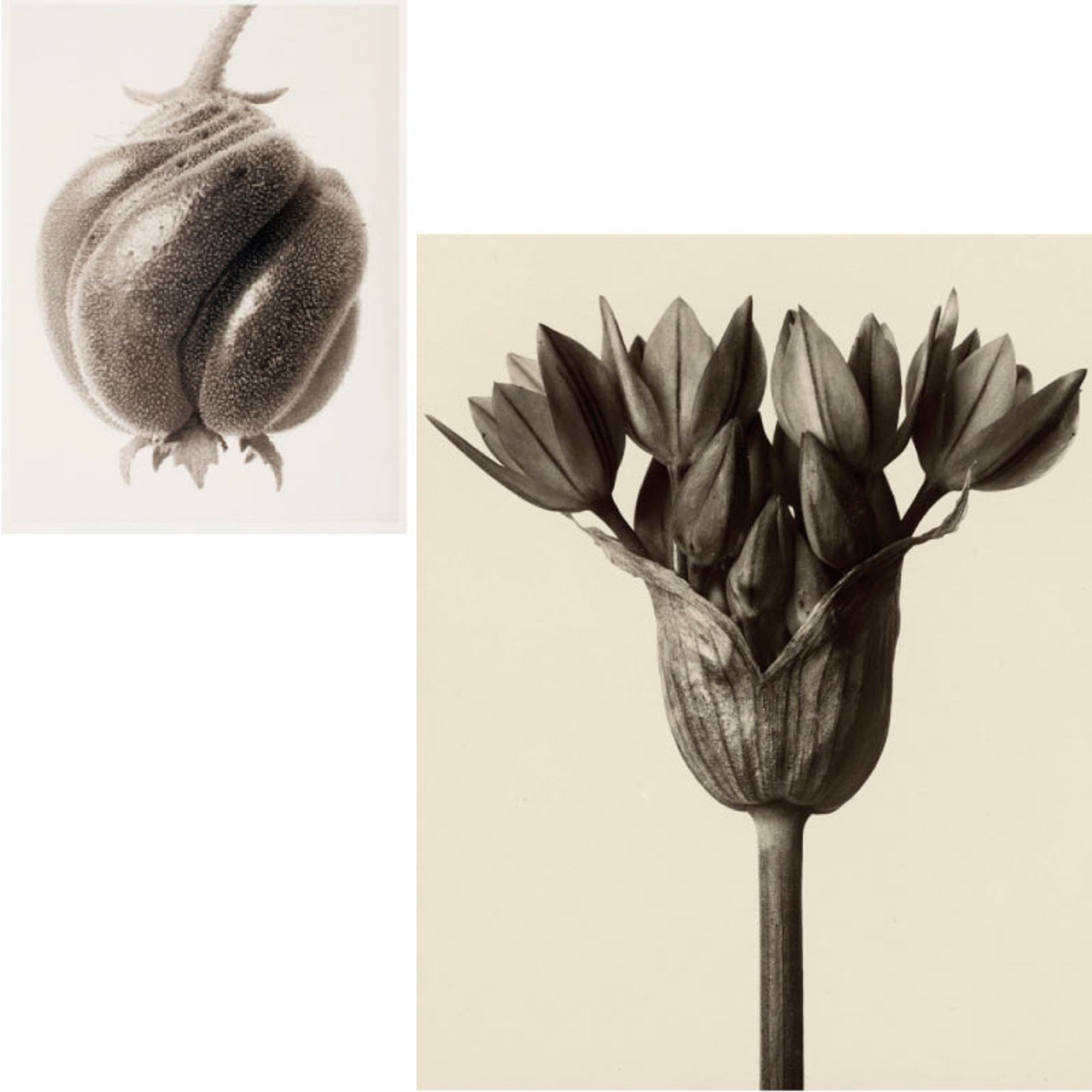 wundergarten-sicily-native-lush-experience