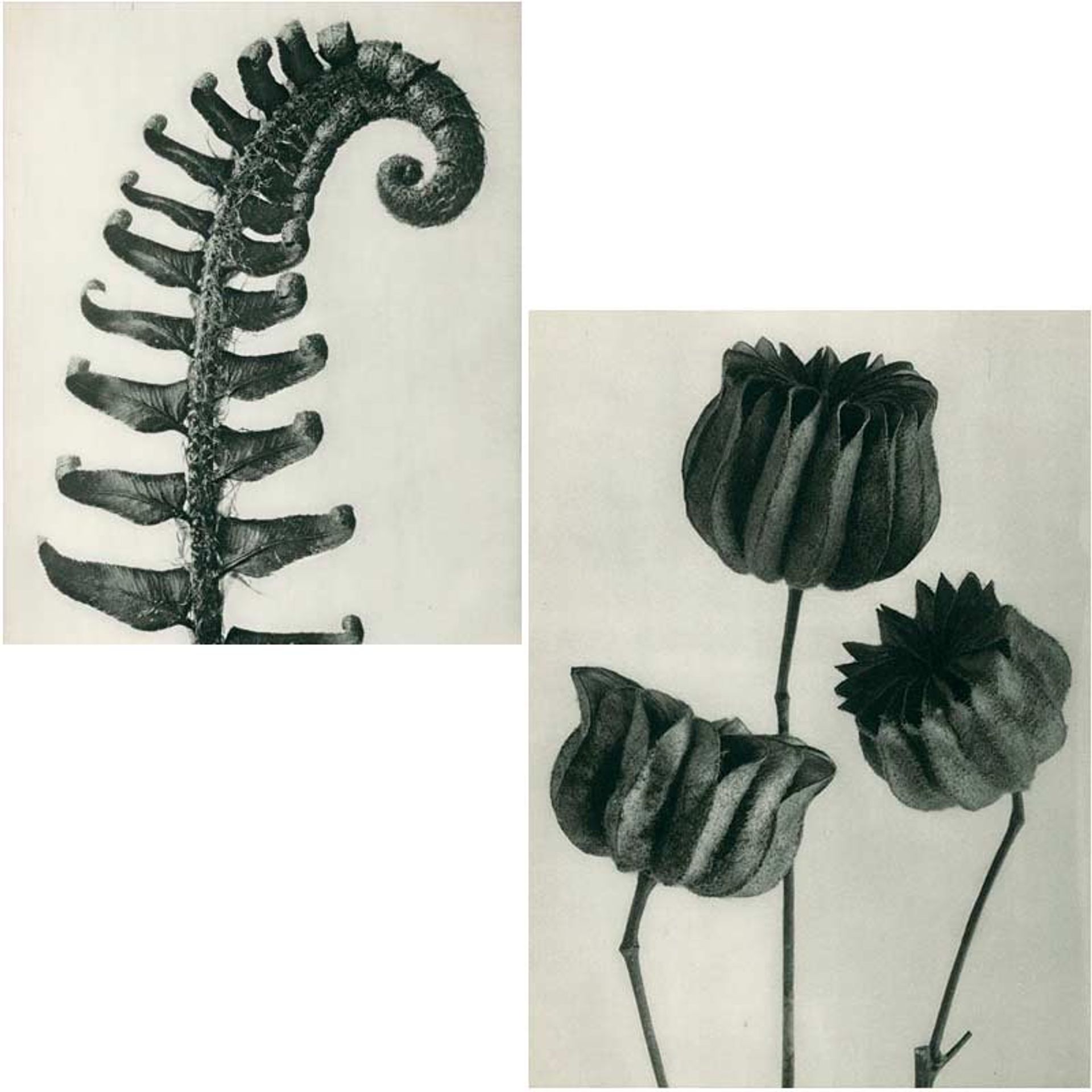 wundergarten-sicily-native-lush-experience