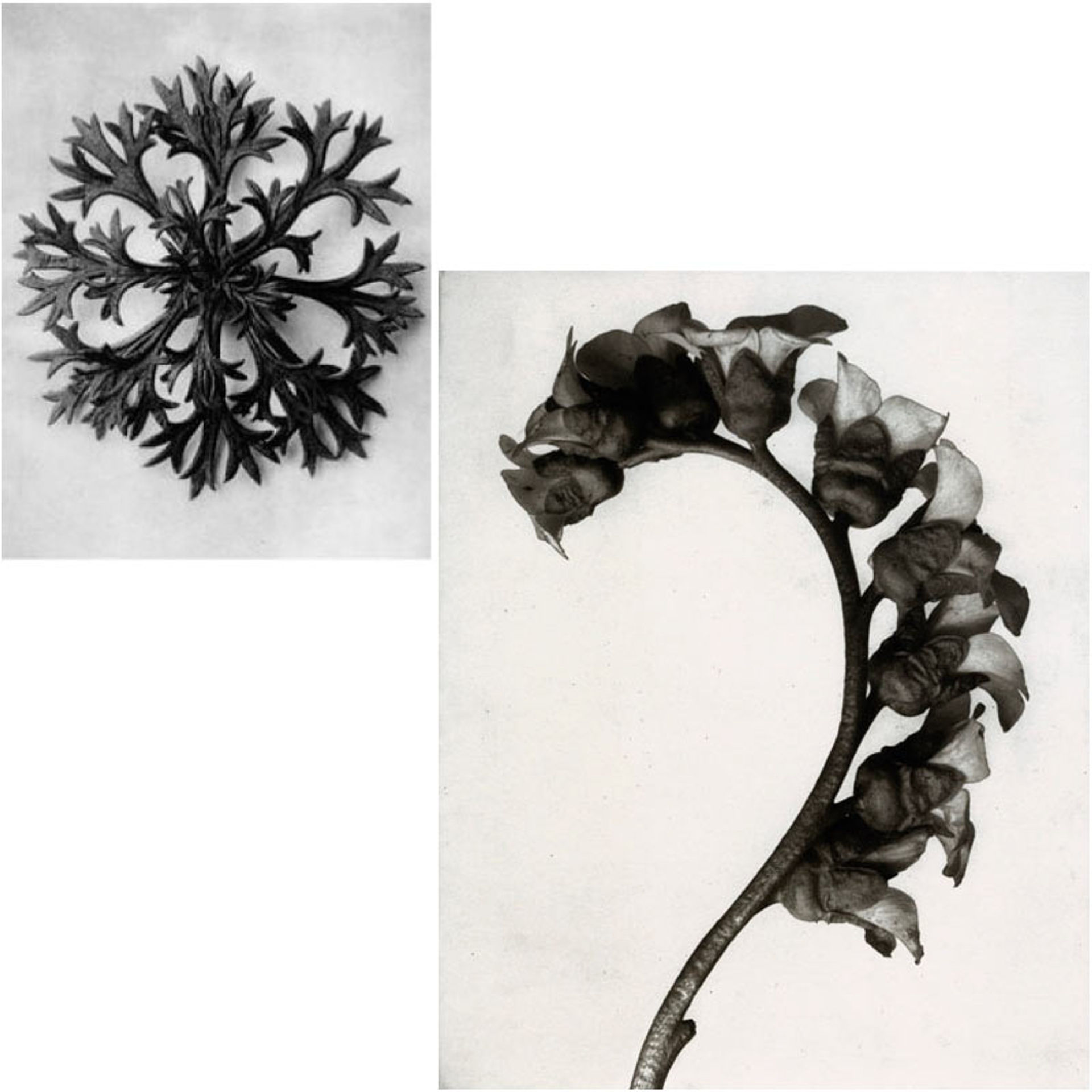 wundergarten-sicily-native-lush-experience