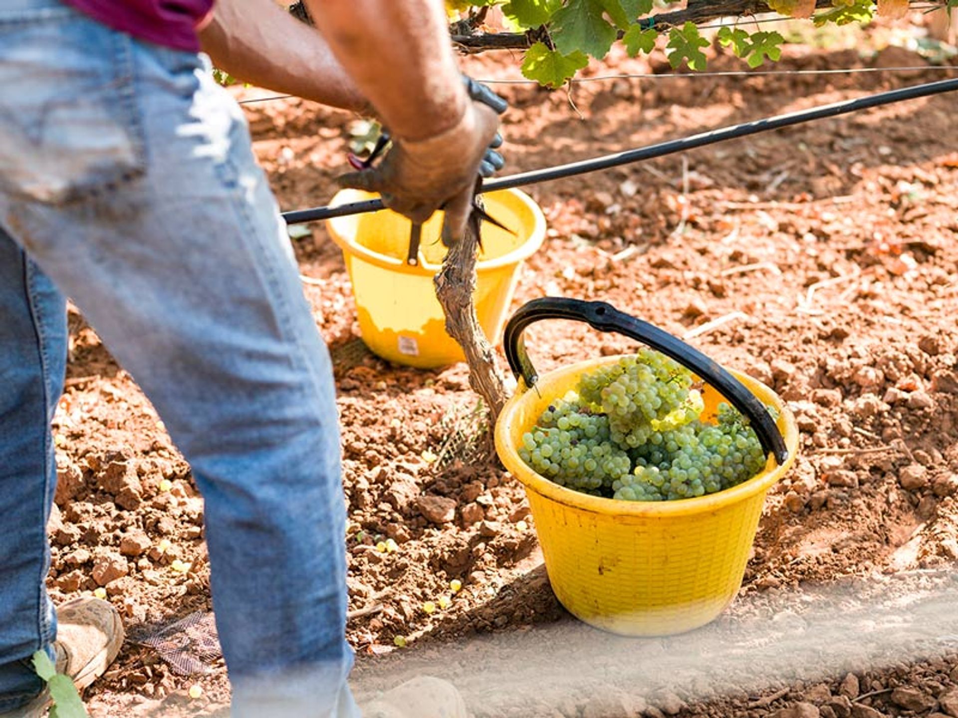 feudi-del-pisciotto-wine-relais