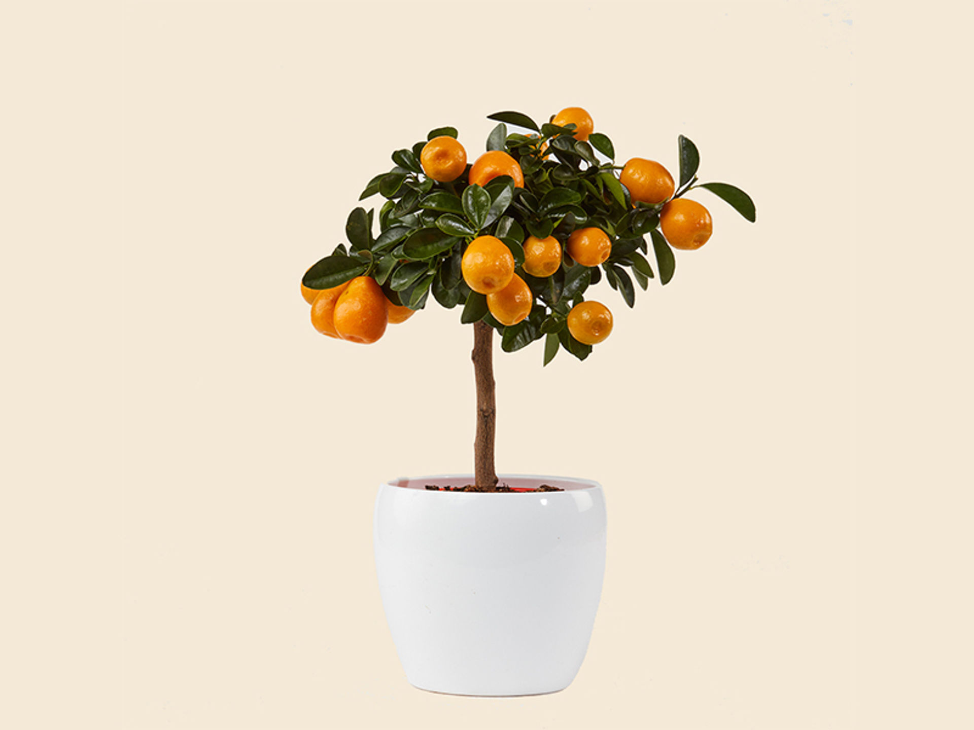 giambo-piante