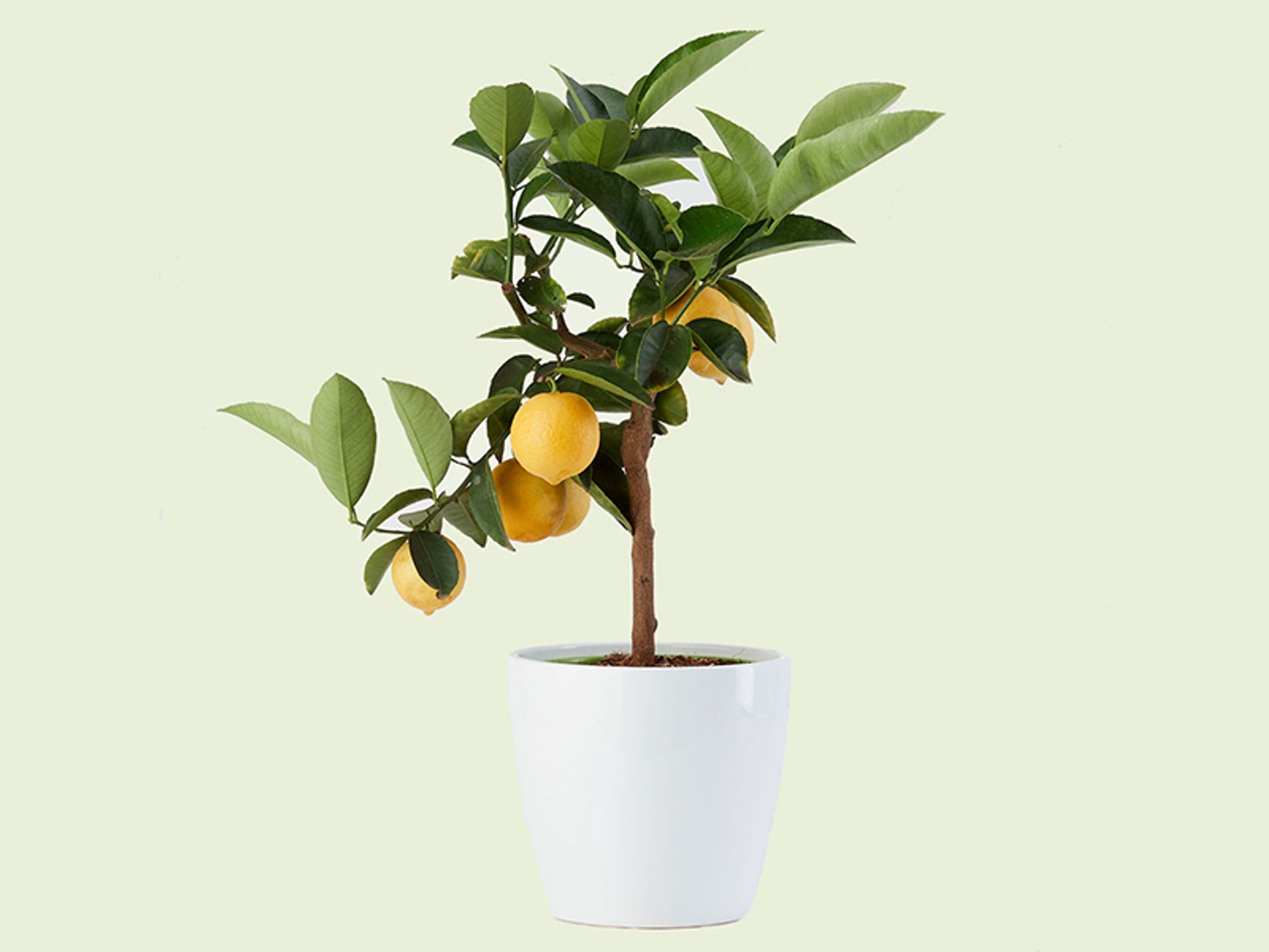 giambo-piante
