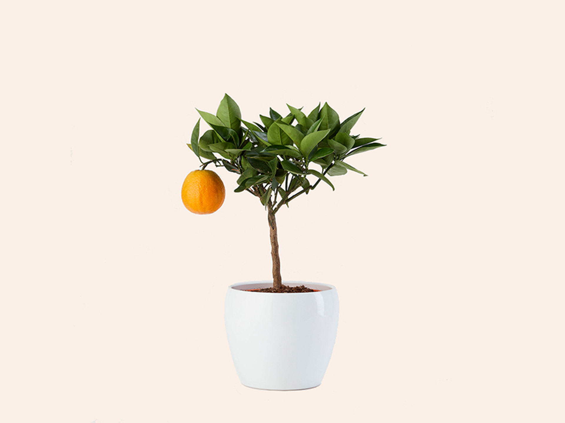 giambo-piante