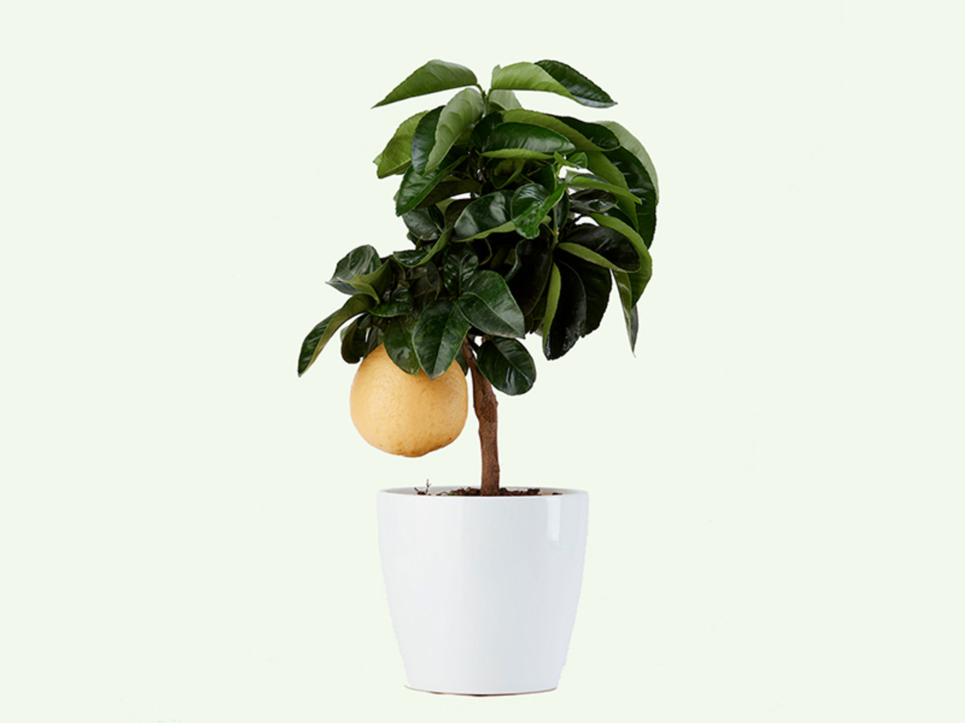 giambo-piante