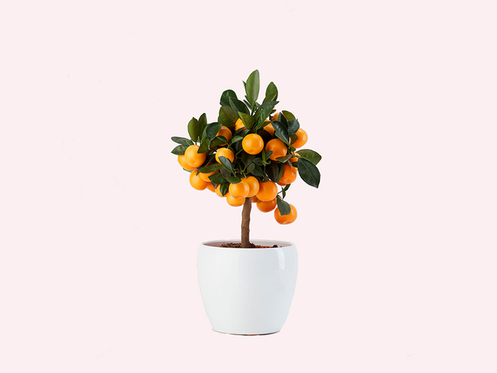 giambo-piante