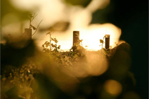 Les Français et les vins bio et labellisés en 2021 2