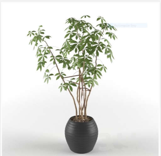 Indoor ornamental plant — view 1