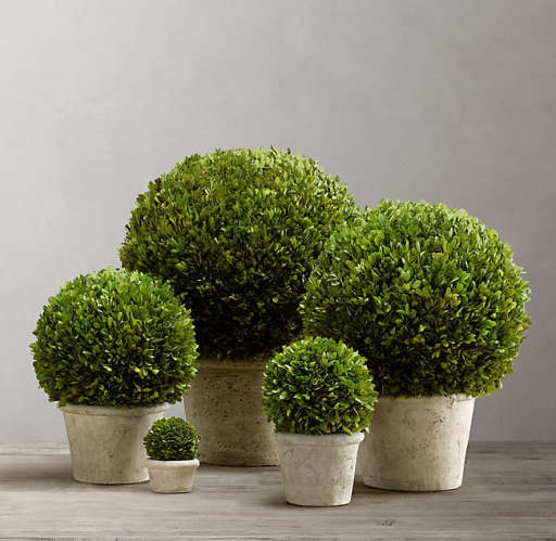 PRESERVED BOXWOOD GLOBE — view 1