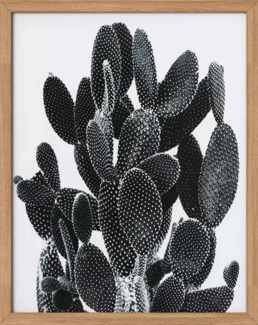 Cactus Framed Print — view 1