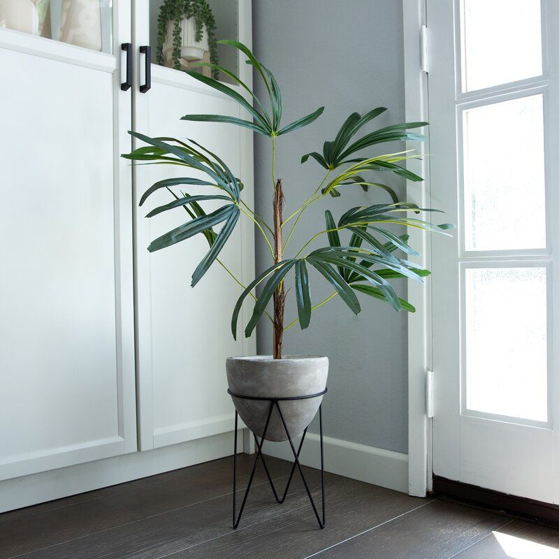 Palm Tree in Planter thumbnail 2