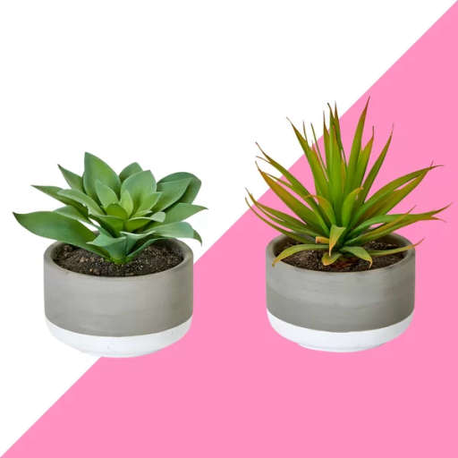 2 Piece Desktop Succulent Plant in Pot Set — view 1