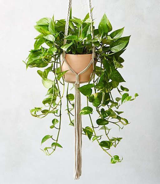 Macrame Plant Holder — view 1