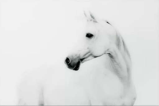 'Blanco Stallion Horse' Graphic Art Print on Glass — view 1