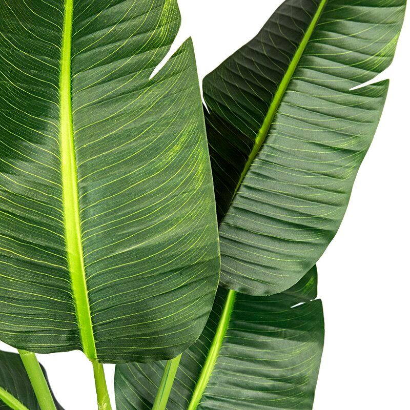 Bird of Paradise Palm Tree in Pot thumbnail 3