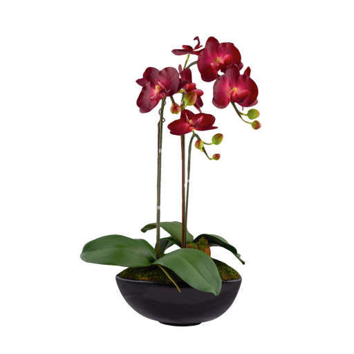 Burgundy Phalaenopsis Orchids in Black Vase — view 1