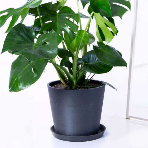 Bloomscape Potted Monstera Plant — view 1