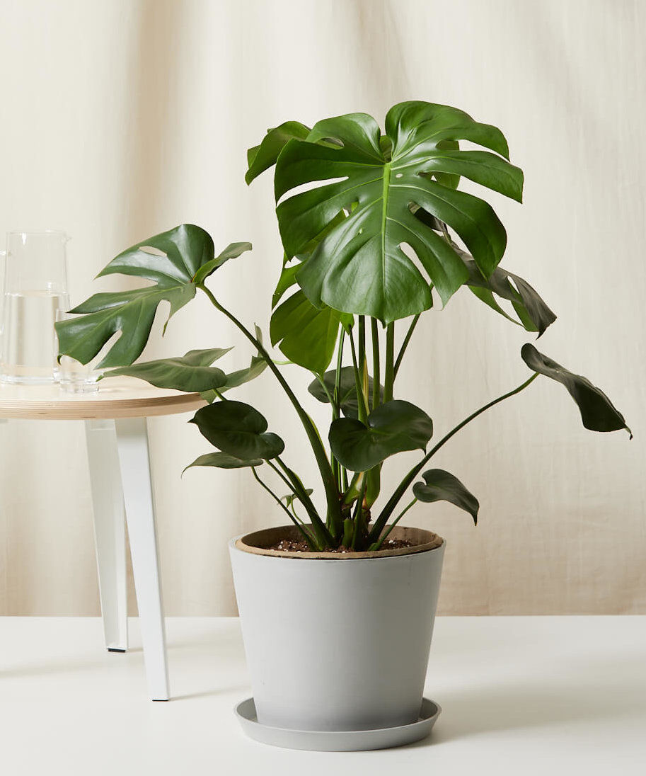 Monstera thumbnail 2