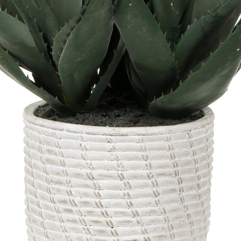 Succulent in Pot thumbnail 2