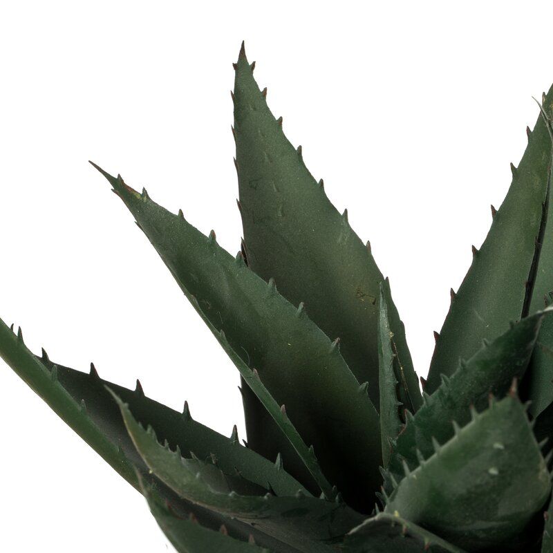 Succulent in Pot thumbnail 3