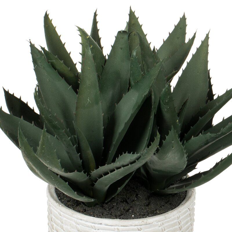Succulent in Pot thumbnail 4