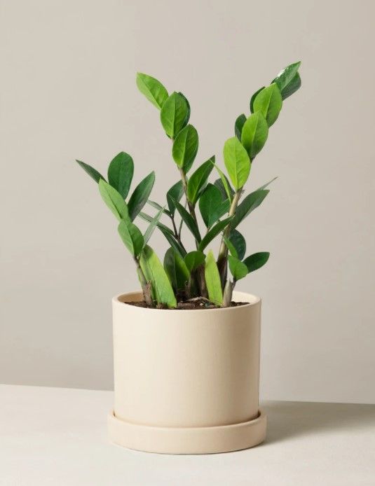 ZZ Plant thumbnail 2