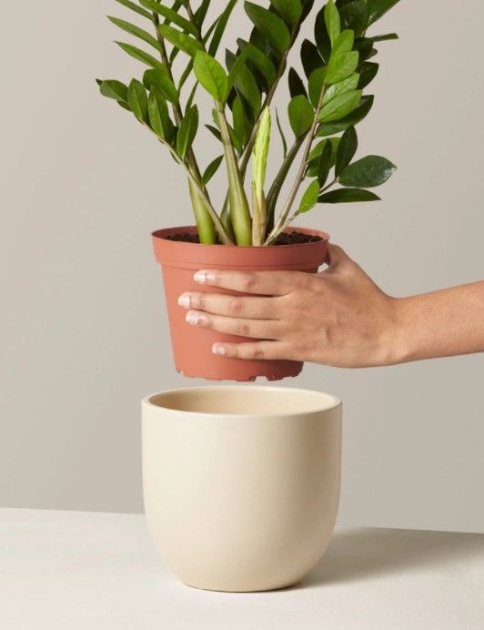 ZZ Plant thumbnail 3