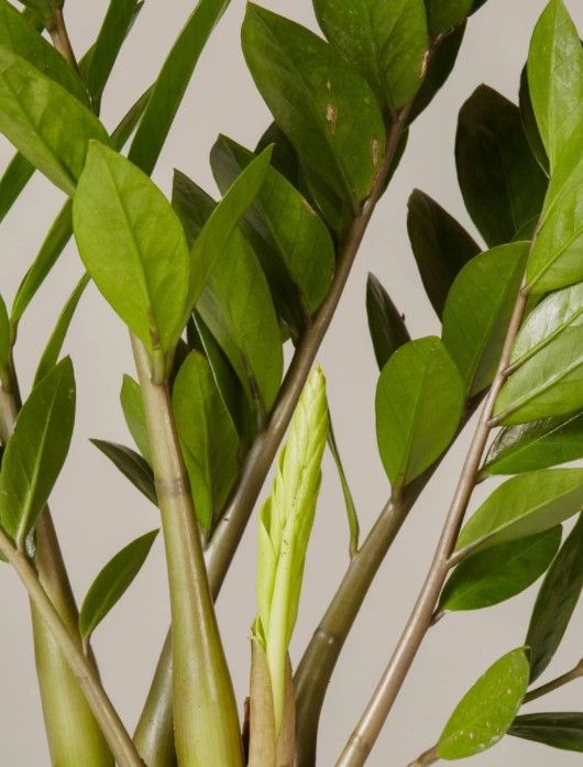 ZZ Plant thumbnail 4