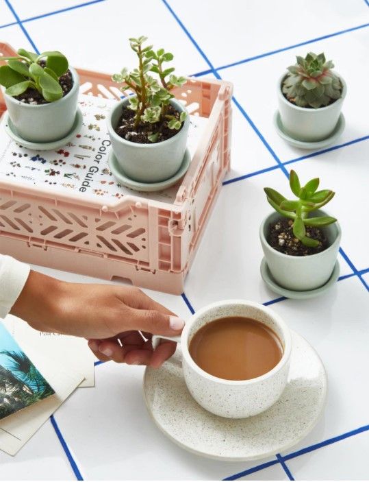 Succulent Assortment 1 thumbnail 2