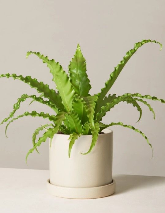 Bird’s Nest Fern thumbnail 2
