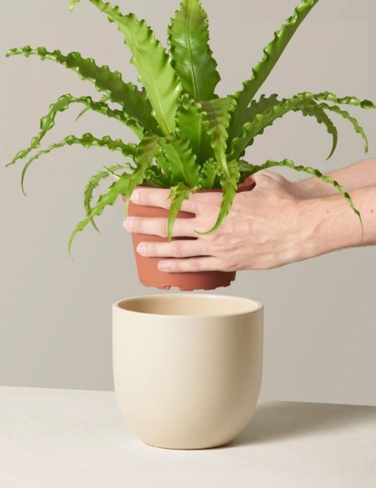 Bird’s Nest Fern thumbnail 3