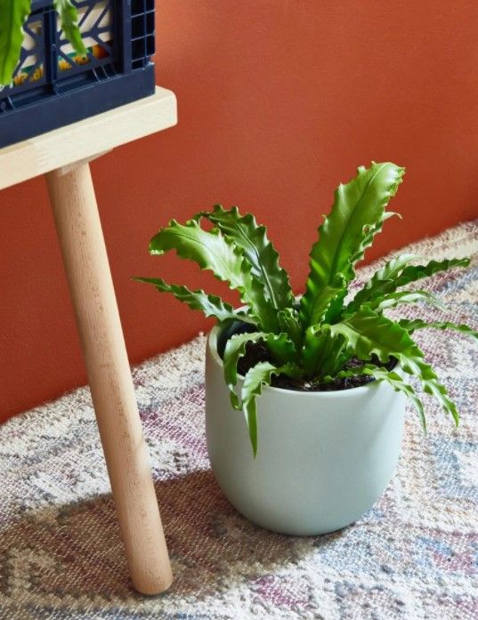 Bird’s Nest Fern thumbnail 4