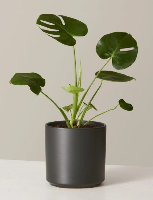 Monstera Deliciosa Acadia planter thumbnail 2
