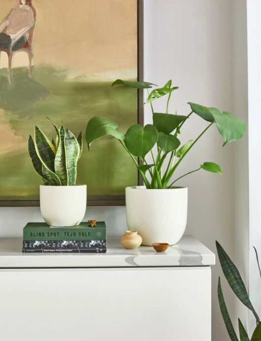 Monstera Deliciosa Acadia planter thumbnail 3