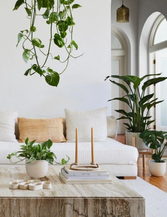 Monstera Deliciosa Acadia planter thumbnail 4