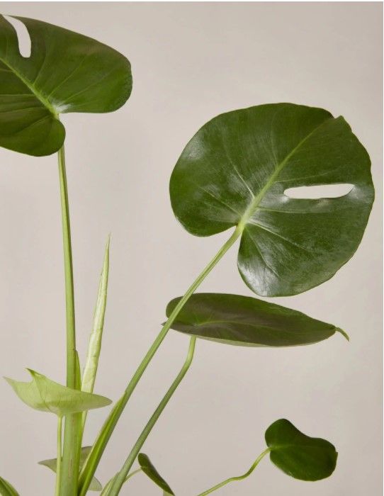 Monstera Deliciosa Acadia planter thumbnail 5