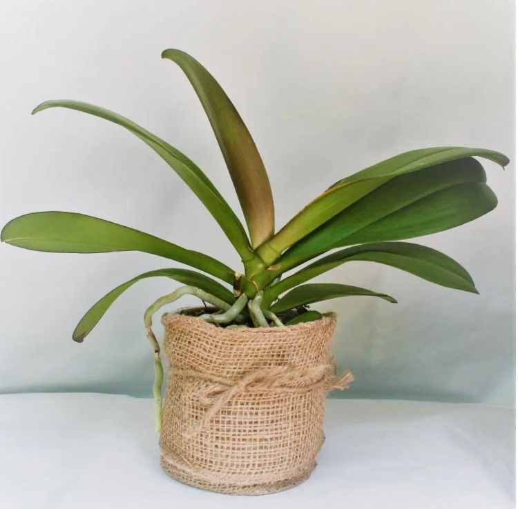 Growers Orchid Phalaenopsis thumbnail 2