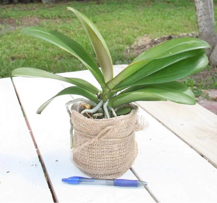 Growers Orchid Phalaenopsis thumbnail 3