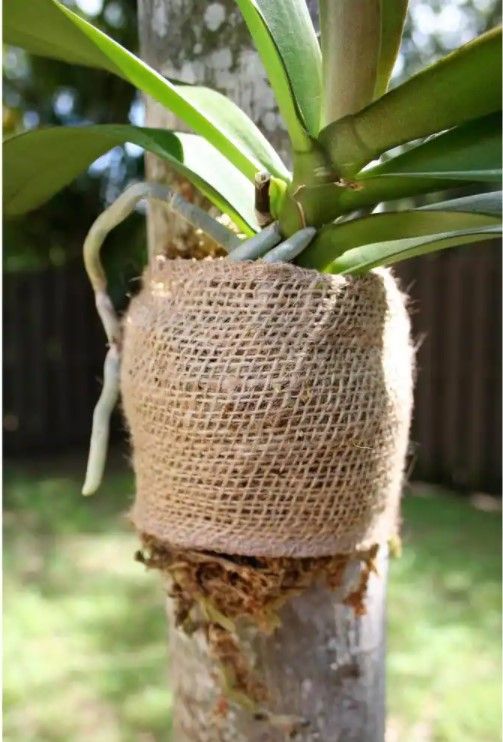 Growers Orchid Phalaenopsis thumbnail 4
