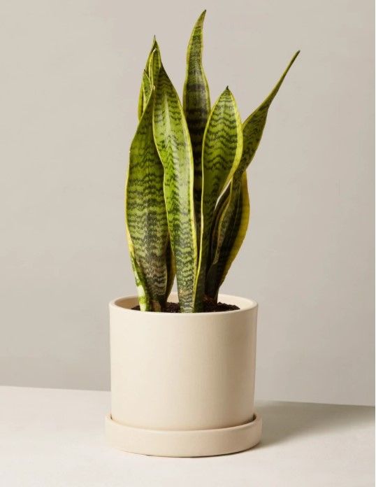 Snake Plant Laurentii Hyde planter thumbnail 2