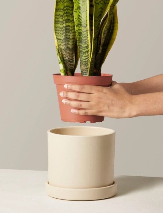 Snake Plant Laurentii Hyde planter thumbnail 3