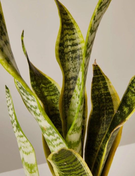 Snake Plant Laurentii Hyde planter thumbnail 4