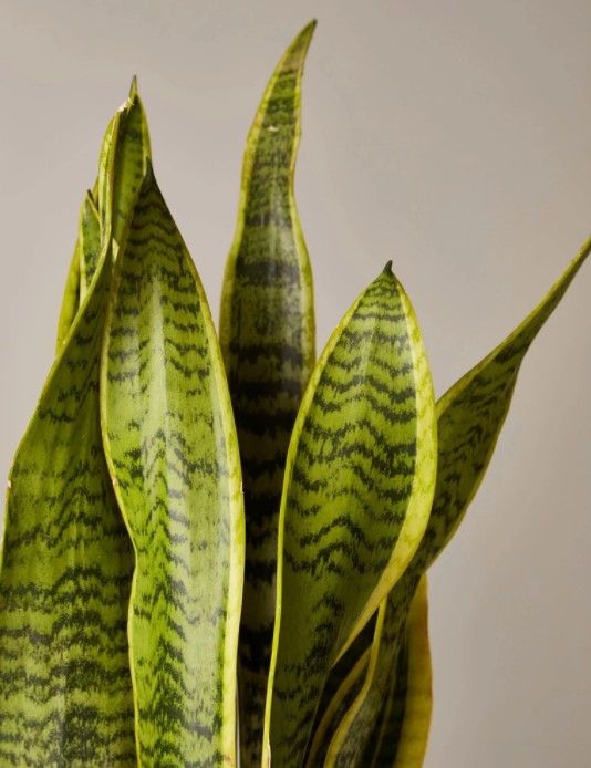 Snake Plant Laurentii Hyde planter thumbnail 5
