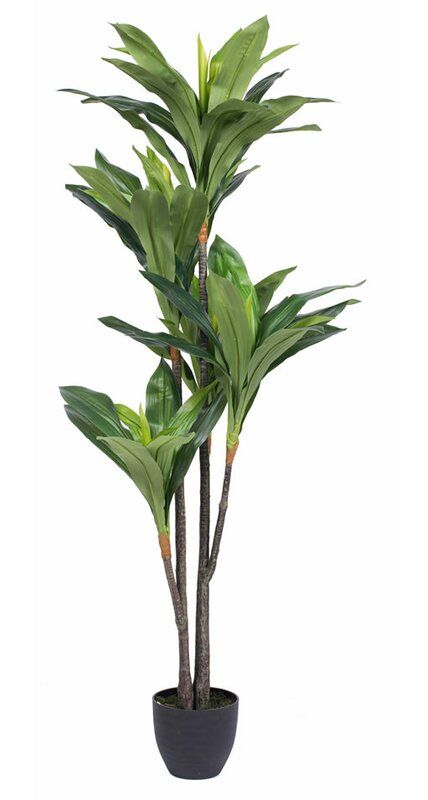 Dracaena Tree in Pot — view 1