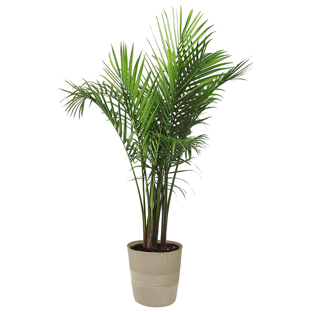 Costa Farms Majesty Palm Tree — view 1