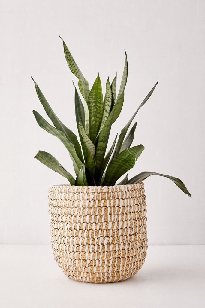 Dia Natural Basket Planter thumbnail 2