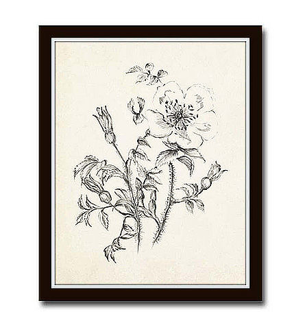 Vintage Botanical Sketch Prints — view 1
