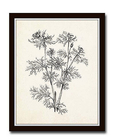 Vintage Botanical Sketch Prints — view 1
