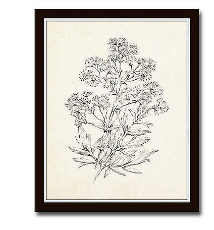 Vintage Botanical Sketch Prints — view 1